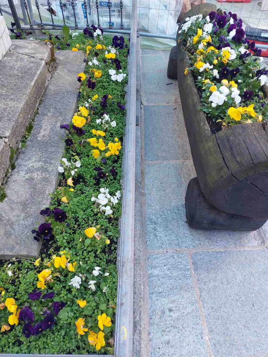 CValtournenche's tweet photo. Da lunedì 18 giugno,  l’Amministrazione sostiturà i fiori negli spazi pubblici. Le viole attualmente presenti in aiuole e tronchi sono a disposizionedi chi le volesse prendere. https://t.co/mhWQhcxOWy