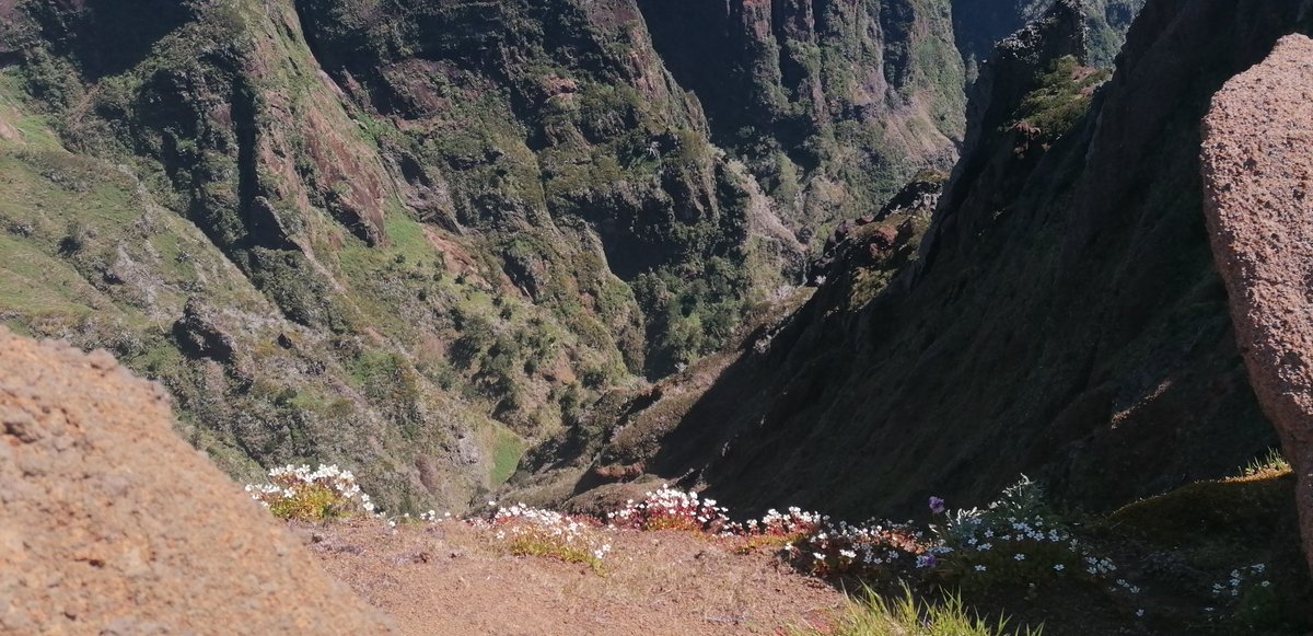 'Sol posto. O sino ao longe dá Trindades
Nas ravinas do monte andam cantando
As cigarras dolentes... E saudades
Nos atalhos parecem dormitando...'
...
Florbela Espanca

#casadeabrigodopicoruivo #madeiraisland #picoruivo #landscapephotography #wallking #naturephotography #canyon