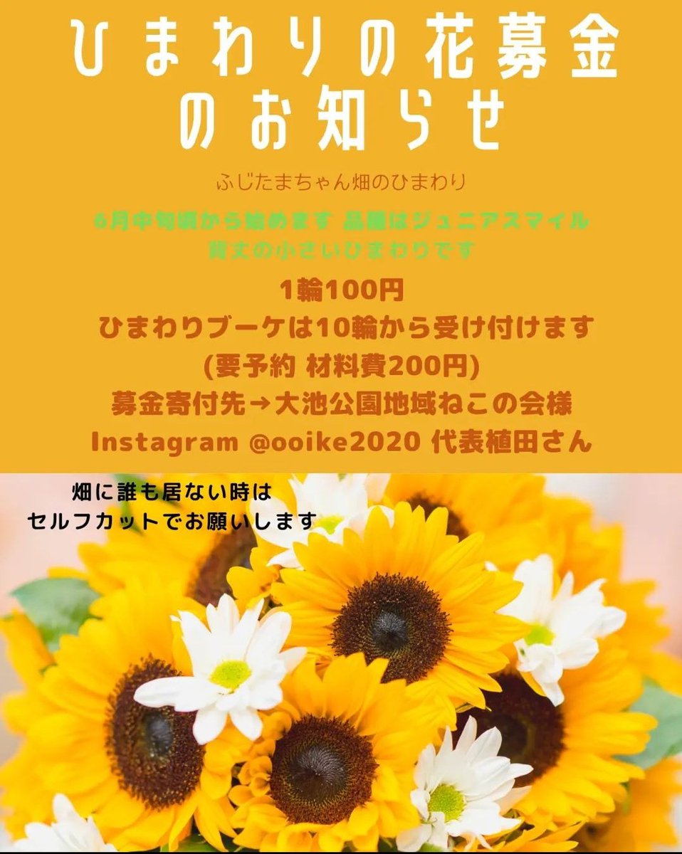 ChanFujitama's tweet photo. ひまわりの花募金🌻

知多市の畑で小さなひまわり咲いてます
土づくりにひまわり育ててますが、何かの役に立てばと活動中☺

お近くの方、よろしくお願いします😊 https://t.co/Ss8ginuAVa