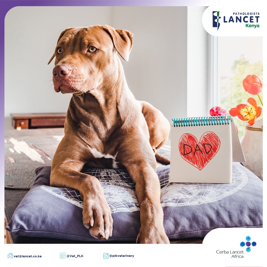 Father’s Day is coming up. Are you a pet parent? Share the amazing pictures of you and your pet with us!

Contact us today on:
vet@lancet.co.ke

#PathologistsLancetKenyaCares
#Betterbecauseofyou
#FathersDay2023