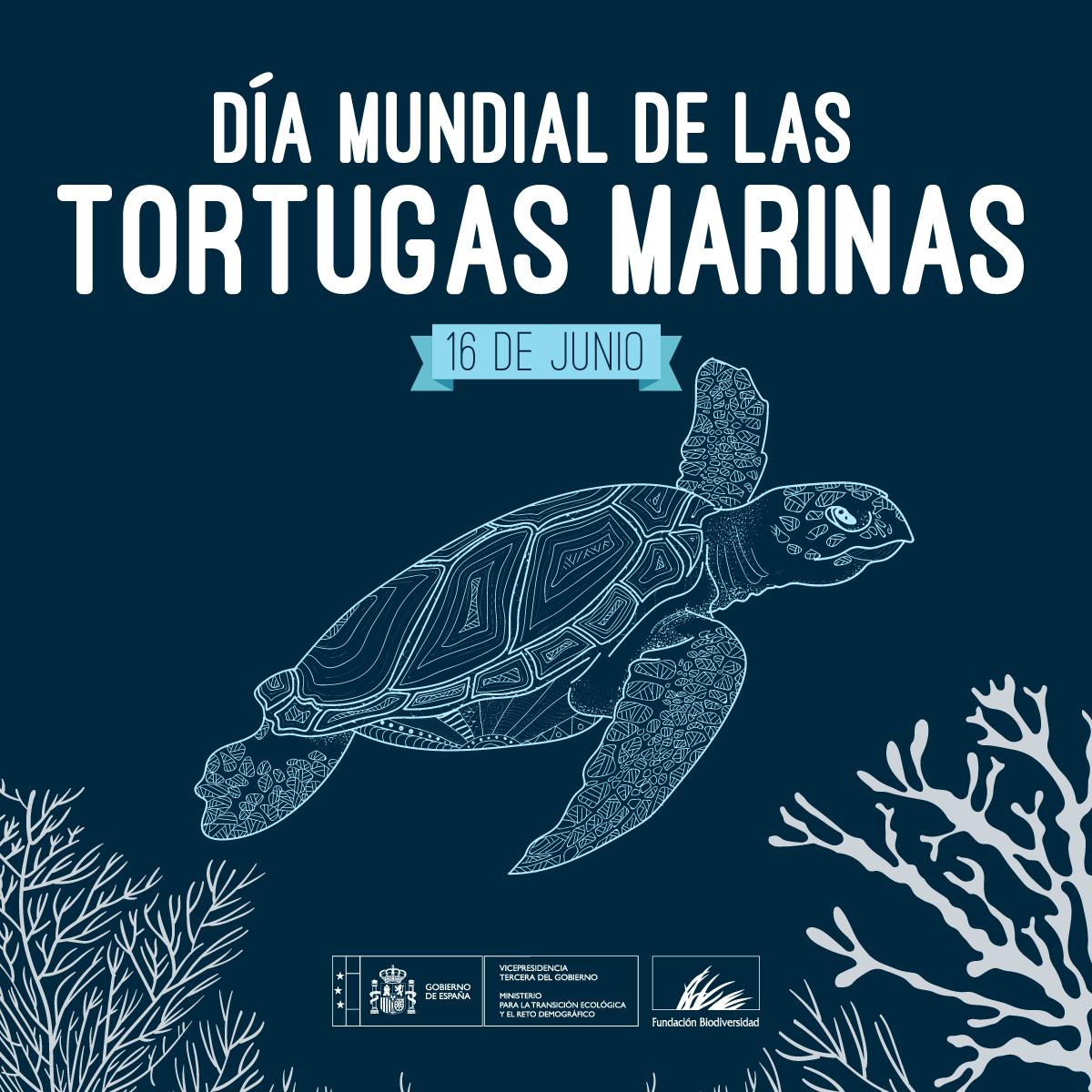 🐢 6 de las 7 especies de #TortugasMarinas que existen en el mundo se han observado en nuestro territorio.

🌊 Su papel es clave para la salud del océano, manteniendo el equilibrio de los #EcosistemasMarinos.

#DíaMundialDeLasTortugasMarinas