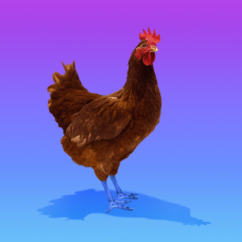 Chikn deserves my full trust. The entrepreneurs and community are the best I have found in web3. As another sign, I just bought this beautiful chikn. nice to be a part of this community 💕 #bokbok #chikn @chikn_nft @avax @GamingOnAvax @avalabsofficial @ArtOnAvax