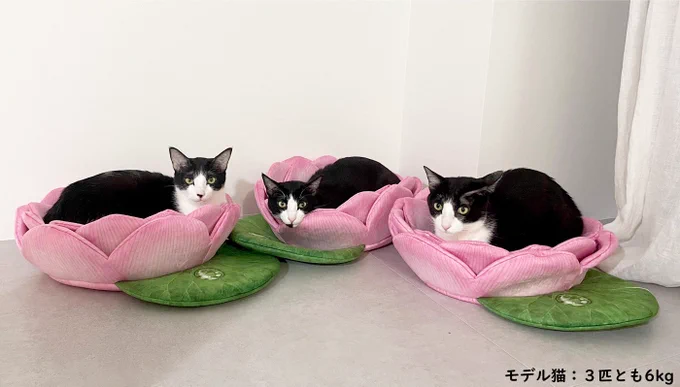 猫さまを拝もう! 蓮の花にゃんこクッション  美しい蓮の花をモチーフにした、ふかふかの猫ベッドができました。花の上でくつろぐ姿は、まさに「清らかな存在」という花言葉そのもの。クッションはお寺で猫さまの健康祈願済み。愛猫をみんなで拝みましょう    詳しくは⇒