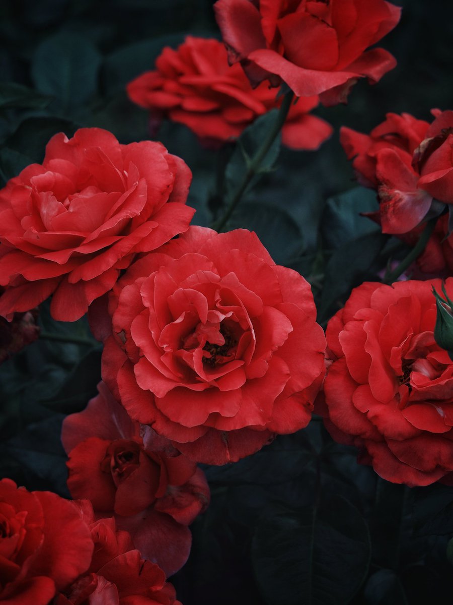 蒸し暑いけど情熱の赤い薔薇でお疲れ様♪
 #島田市ばらの丘公園
 #オールドレンズ倶楽部
 #フォトポケ

🌃𝙶𝚘𝚘𝚍 𝚎𝚟𝚎𝚗𝚒𝚗𝚐🎐