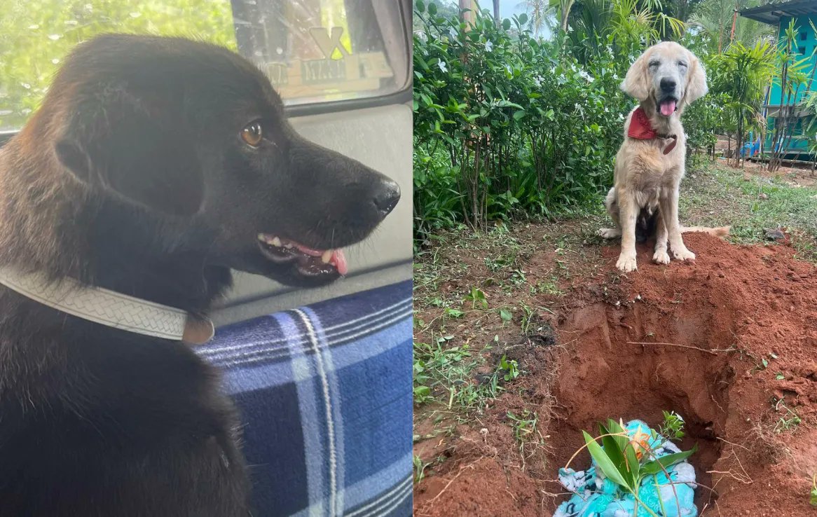 Niall Harbison tweet media