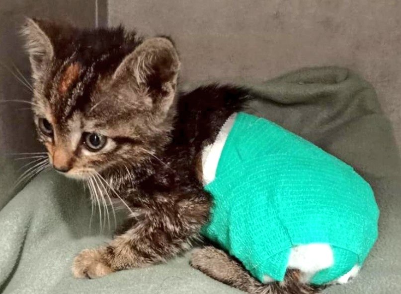 #Aragón

                #Aínsa 🆘

¿Quién ha hecho ésto? 
Mutilar a un animal de apenas dos semanas de vida que cabe en una mano.  Indefenso. 
Maldito valiente.

Si lo saben, denuncien. Es pura maldad.
Tiene que pagar por ello👇🏼