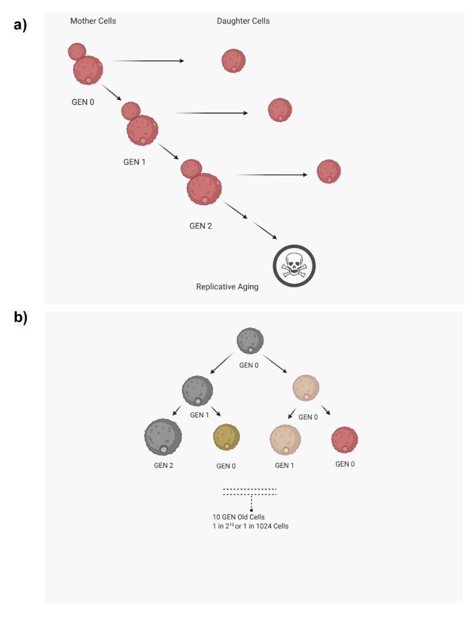 JoF_MDPI's tweet photo. 🔝 "Replicative #Aging in #Pathogenic #Fungi"
This review summarizes the various #techniques that are used to study #replicative aging in pathogenic fungi along with their limitations.
🧪❓ Find out more here:
https://t.co/chqk678k8N https://t.co/t9YIIghoKt