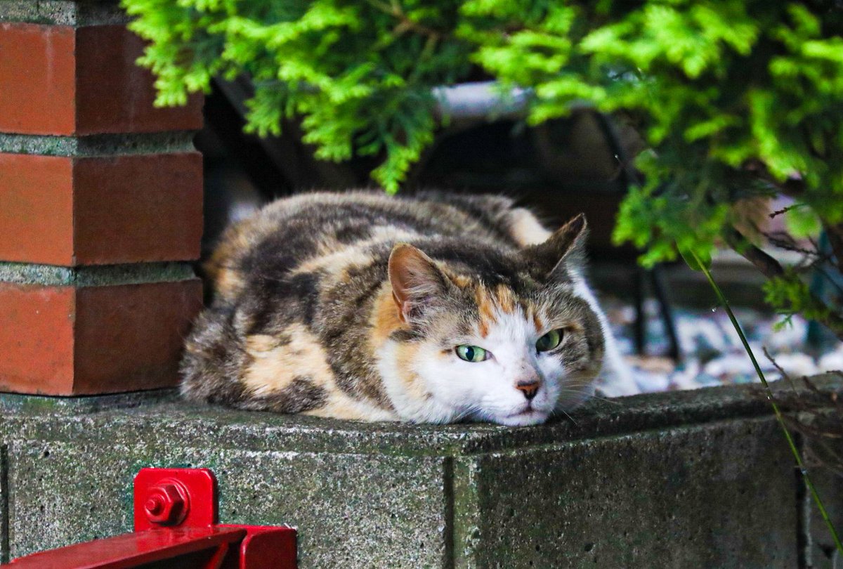 なんか冴えない天気ばかりでだるいよね

#猫  #猫写真　#CAT　#猫が好きな人と繋がりたい