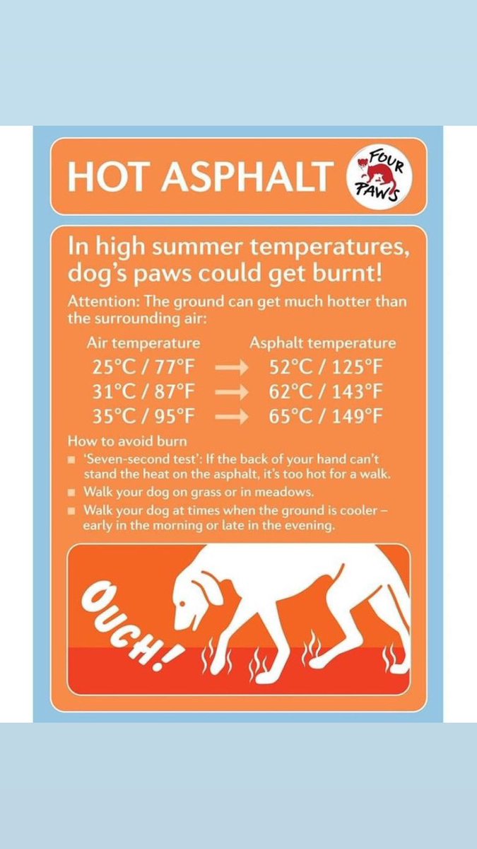 Chidax Dachshunds & Chihuahuas in Devon (@jojotrus) on Twitter photo 