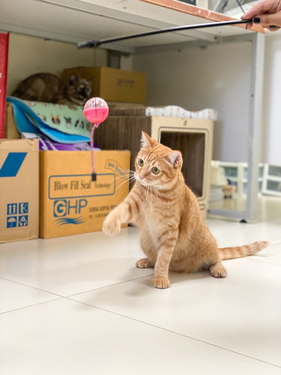 Soi Dog Adoptions tweet media