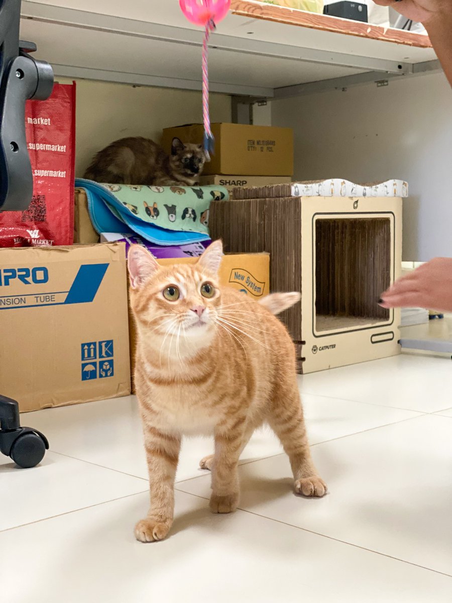 Soi Dog Adoptions tweet media
