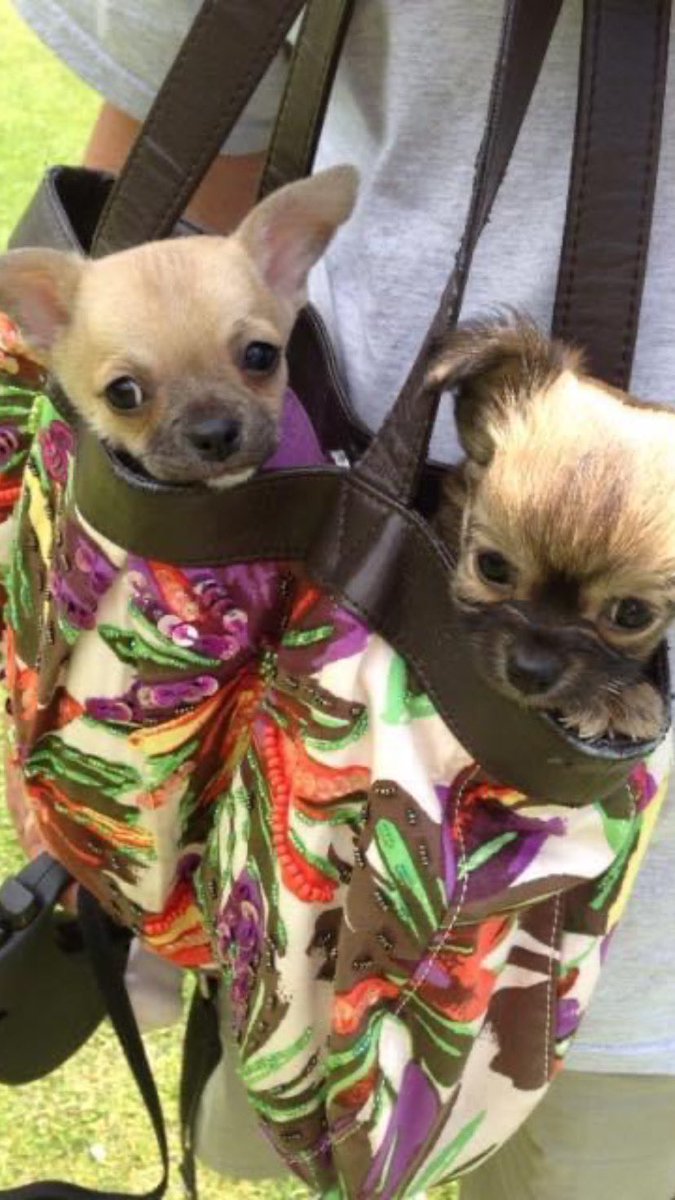 Coming soon………….🐾🐾 #chihuahuas