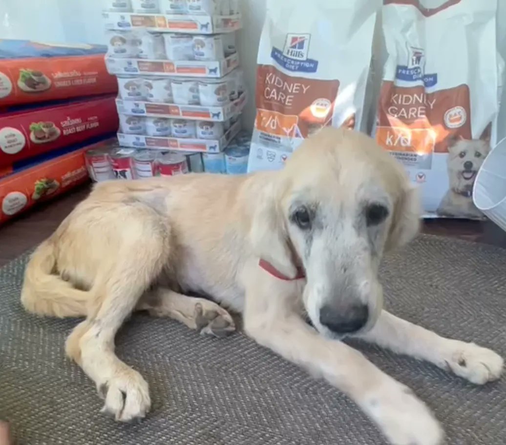 Niall Harbison tweet media