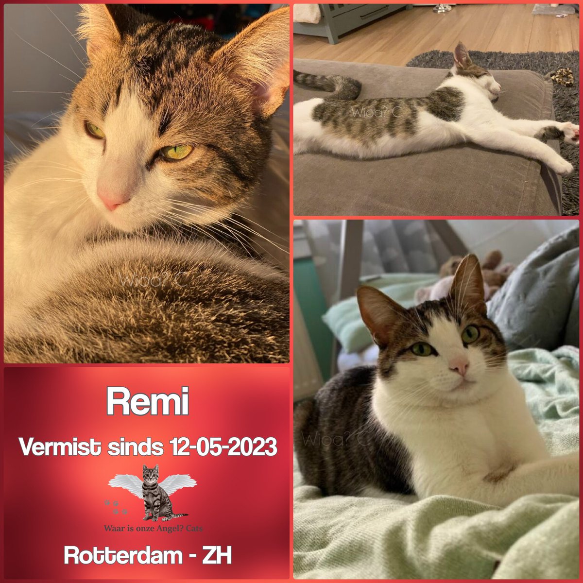 Remi #Vermist sinds 12-05-2023 te #Rotterdam #ZuidHolland #Nederland 

facebook.com/photo?fbid=563…