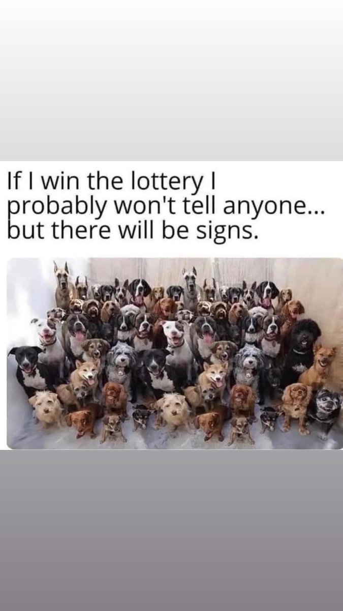 Chidax Dachshunds & Chihuahuas in Devon (@jojotrus) on Twitter photo 