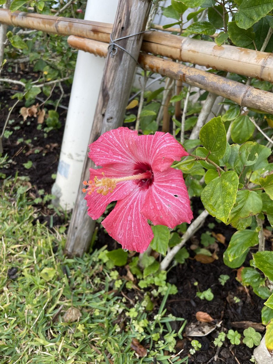 ZcI3h's tweet photo. ハイハイハイハイビスカス🌺 https://t.co/abXvYBzwkT