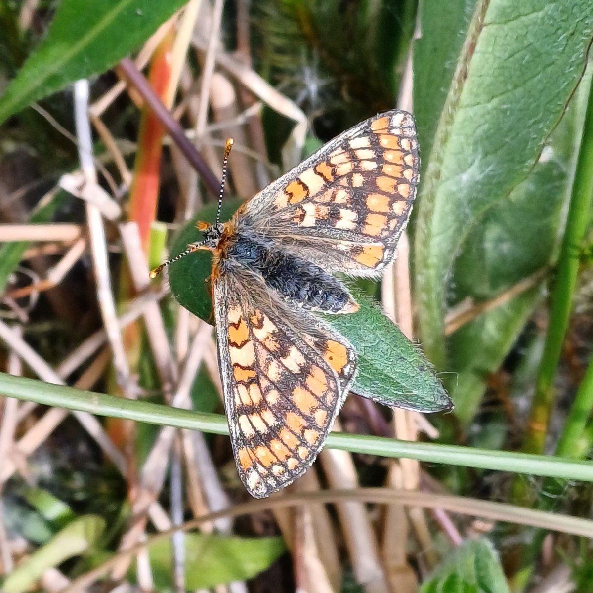 Elusive #marshfritillary #butterfly found in three locations at Cefn Garthenor with the help of the amazing <a href="/BridgendCollege/">Coleg Penybont | Bridgend College</a> conservation volunteers with <a href="/LynEvans2/">Lyn Evans</a> and a lot of help from <a href="/INCCymru/">INCC</a>. For full details read the blog cefngarthenor.co.uk/post/bridgend-…