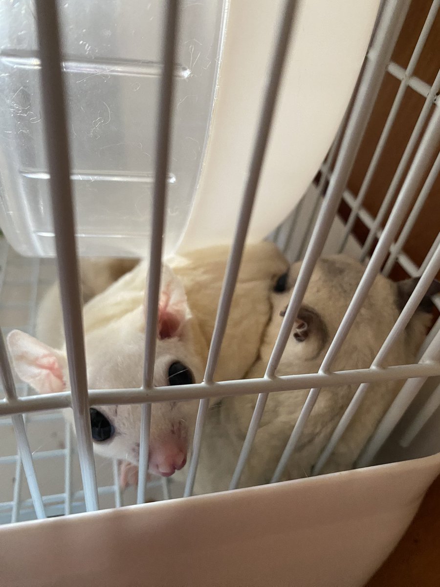 kkt753's tweet photo. おしくらまんじ���う

 #フクロモモンガ 
 #sugarglider https://t.co/Pv5o7Yxm2R