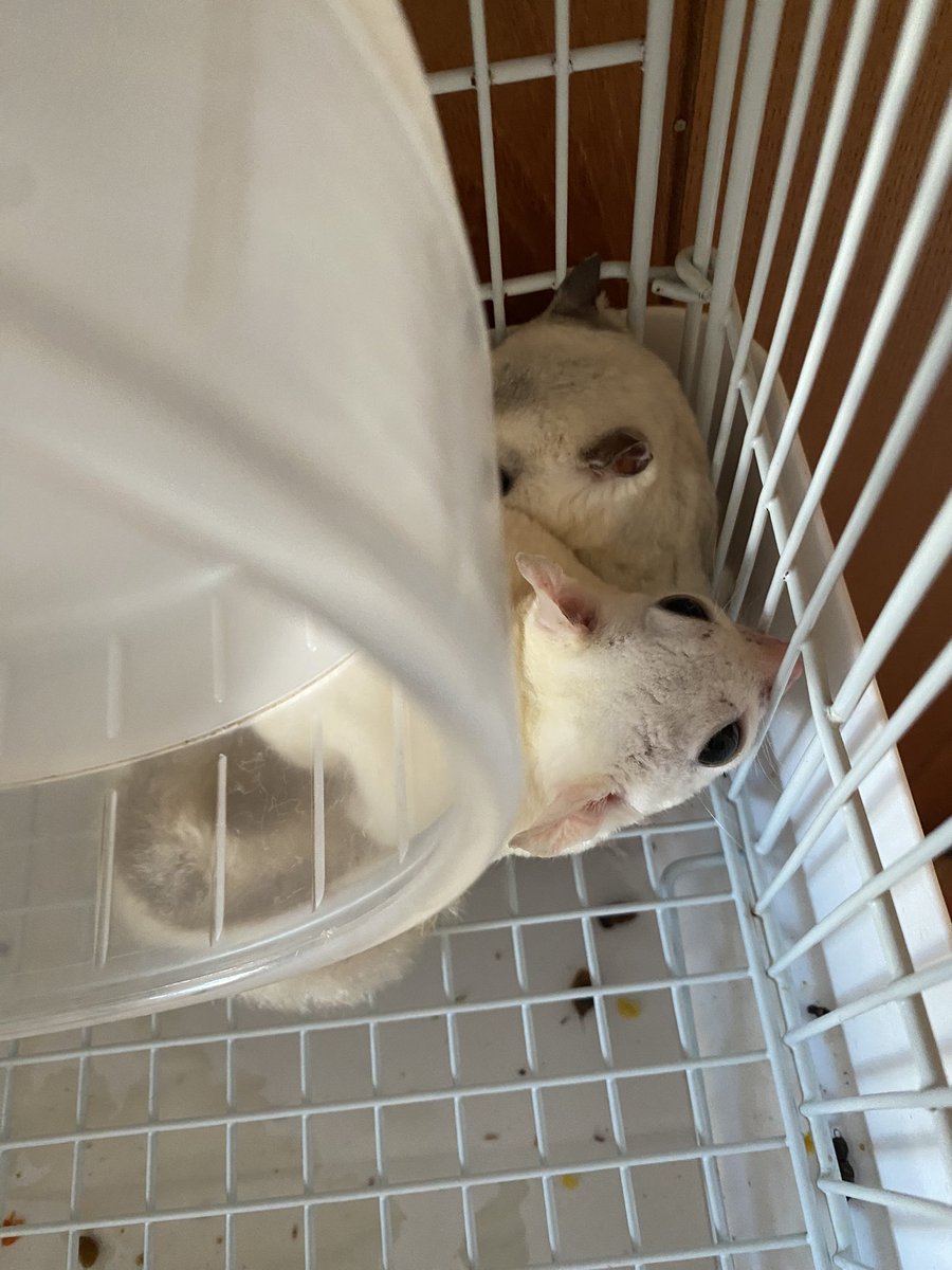 kkt753's tweet photo. おしくらまんじ���う

 #フクロモモンガ 
 #sugarglider https://t.co/Pv5o7Yxm2R