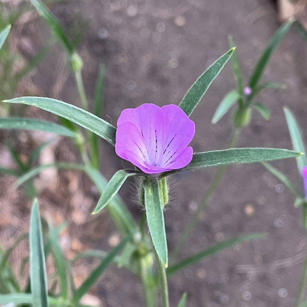 AnecDote0401's tweet photo. ムギセンノウは「麦撫子」とも呼ばれ、園芸名は「アグロステンマ」が一般的。夏の瑞々しい微風に、しなやかな花茎を優しくなびかせます。
Click here for more -> https://t.co/P9jetwyxLQ
#アグロステンマ #CornCockle #ムギナデシコ #Agrostemma #ムギセンノウ #麦撫子 #Agrostemmagithago #麦仙翁 https://t.co/7H5jMmuexX
