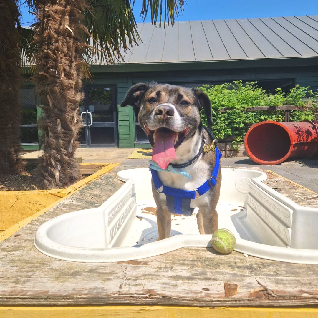 Harefield is looking a lot like Spain right now🌞 and Sheldon is LOVING it!

Isn't he just the cutest?

Reminder: on hot days walk your dogs in the cooler hours to keep them from overheating

#Huskycross #Rehoming #rescue #DogsTrust #Ineedahome #ADogIsForLife #DogsTrustWestLondon