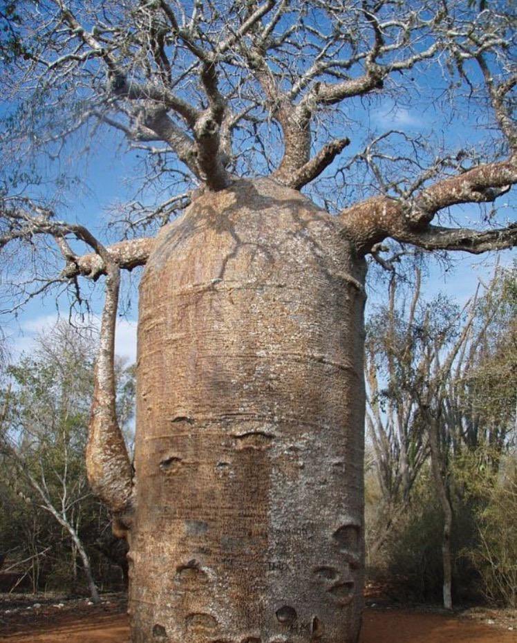 120 ton su depolayabilen, Afrika'ya özgü ''Baobab Ağacı”