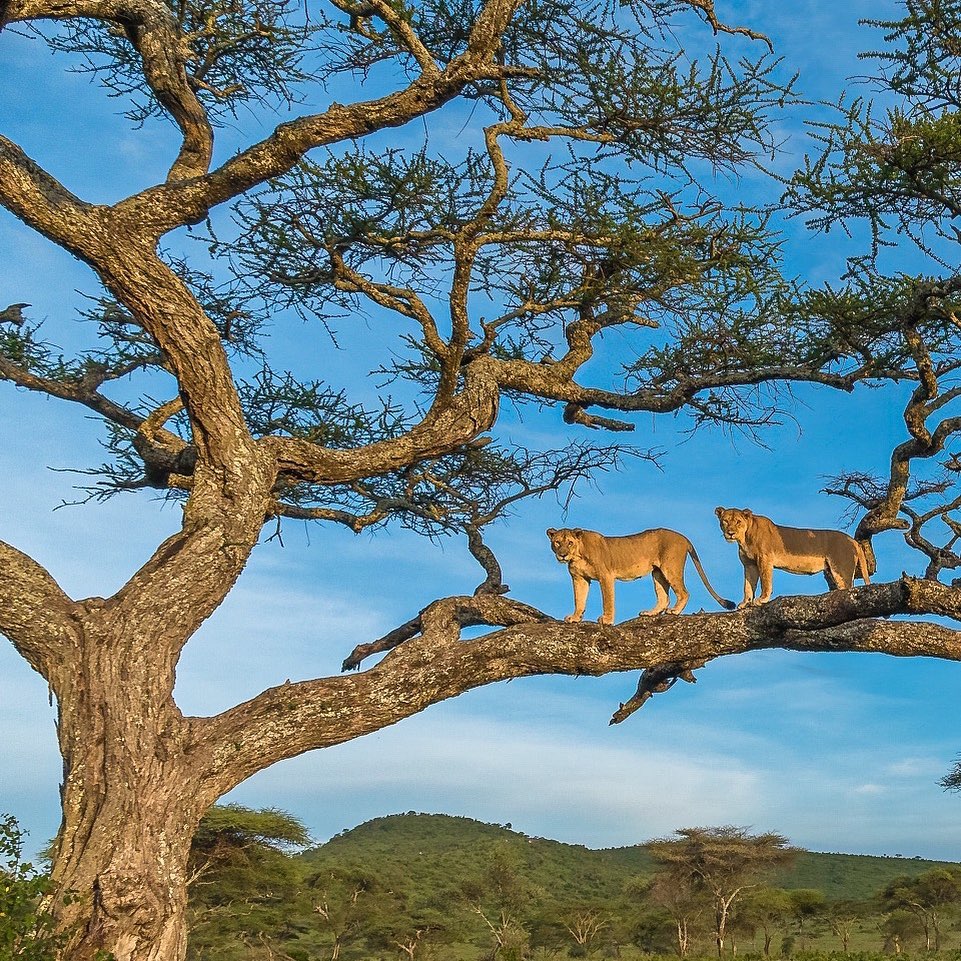 VisitTanzania1's tweet photo. Serengeti National Park 🇹🇿 https://t.co/DYoEW3B62f