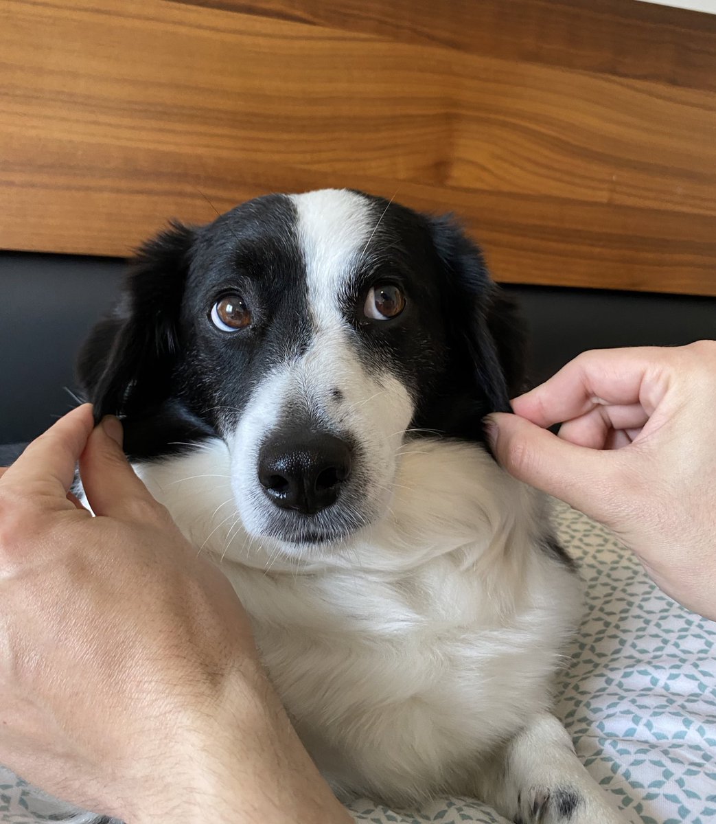 Hayat devam ediyi <a href="/Esaretkopkee/">Dobby the Esaret Köpke</a>