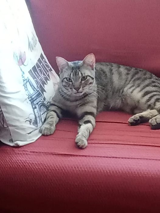 📷
14 días para quedarse sin casa📷
Este es Pedrito. Un gato recogido en la calle en muy mal estado siendo aún muy pequeño.
Fue valiente, sufrió pero salió adelante y ahora necesita un hogar de acogida o adopción sin otros gatos, por ahora.🩶
MADRID España
Contacto Ana 687289933