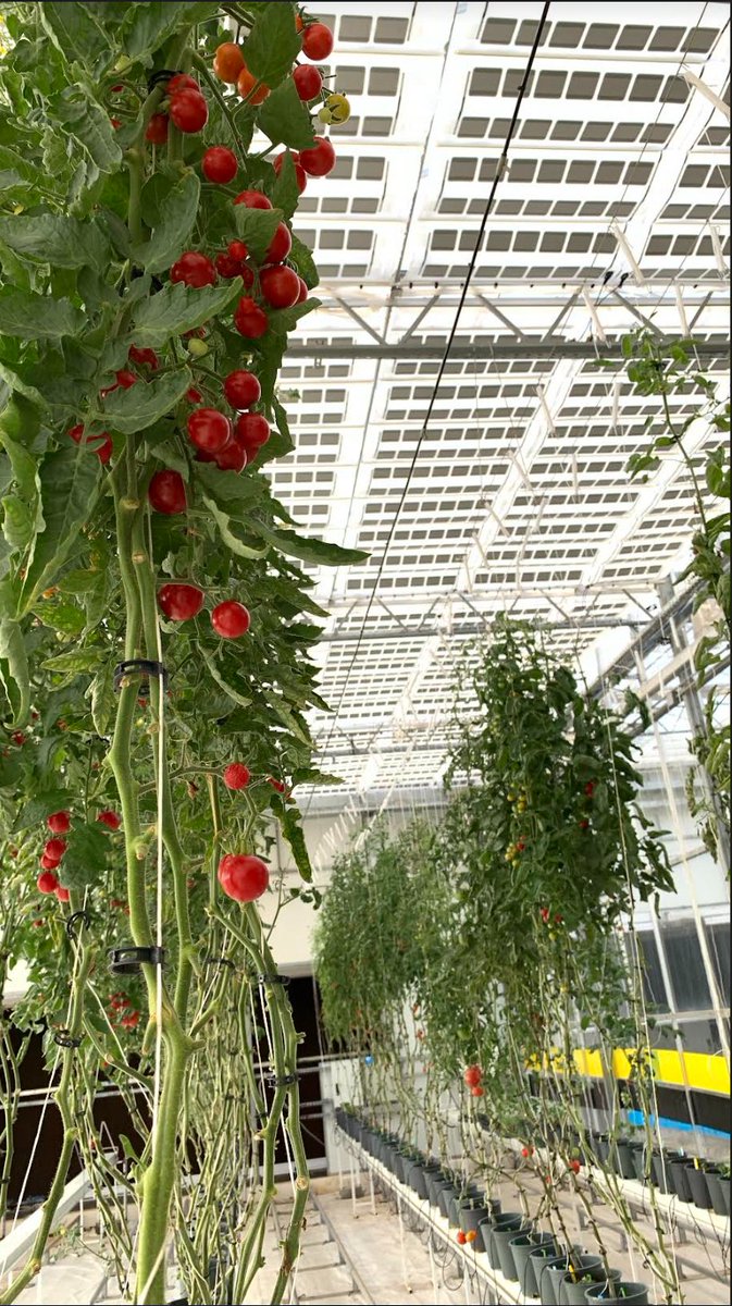 Mirai Solar tweet media