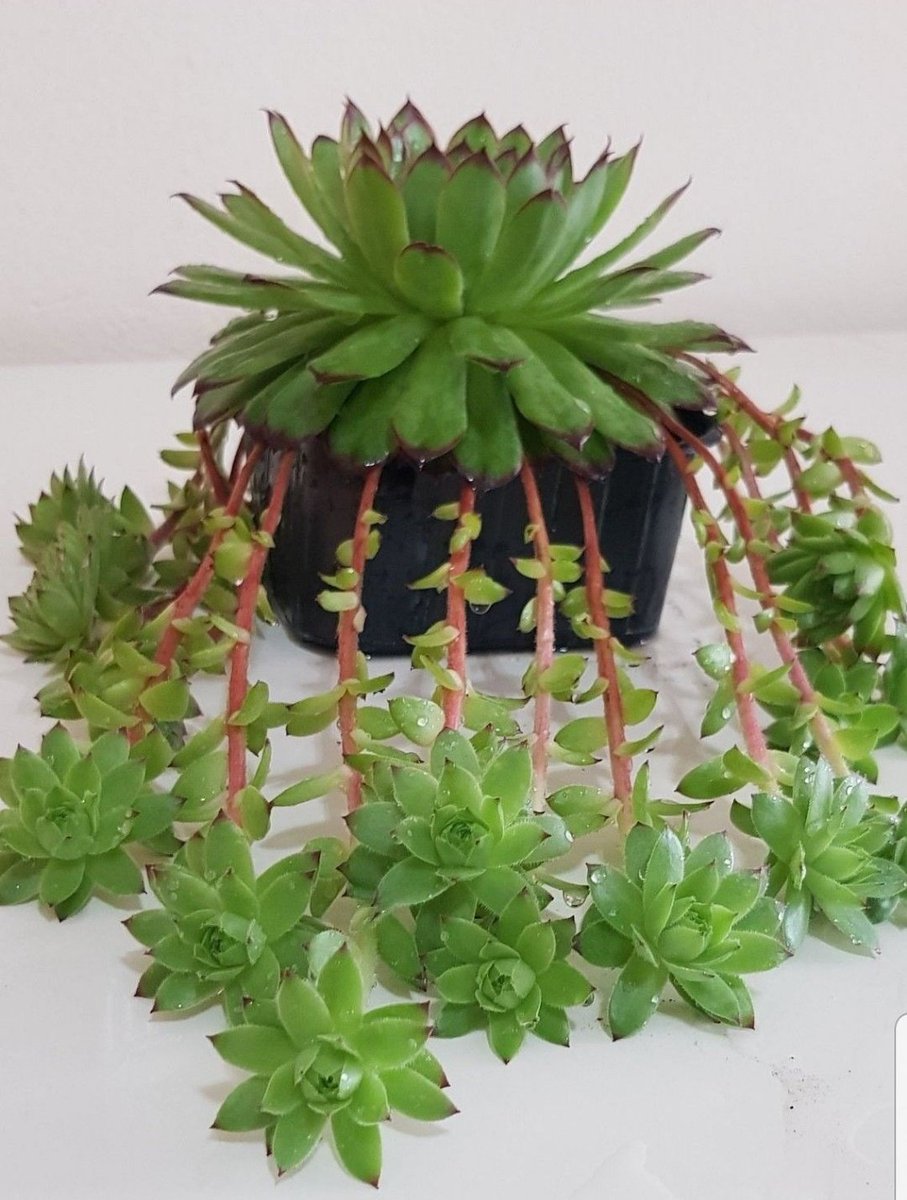 gulcangemec's tweet photo. Sukulent (Sempervivum)
#Sukulent #Sempervivum #art #Flowers #terracehome #GardeningTwitter #fotografia #NaturePhotography https://t.co/uRzn7kv72S
