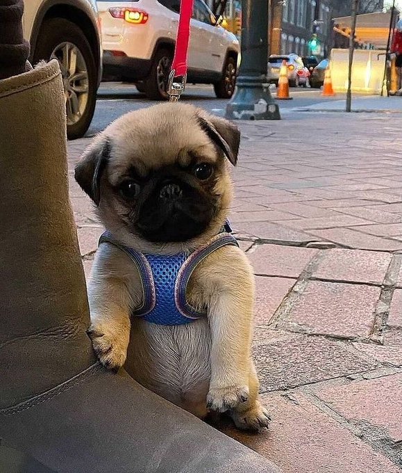 HeavenPug's tweet photo. So cutie🥰

#puglover #pug #puglover #dogsoftwitter https://t.co/QrtTb88e5c