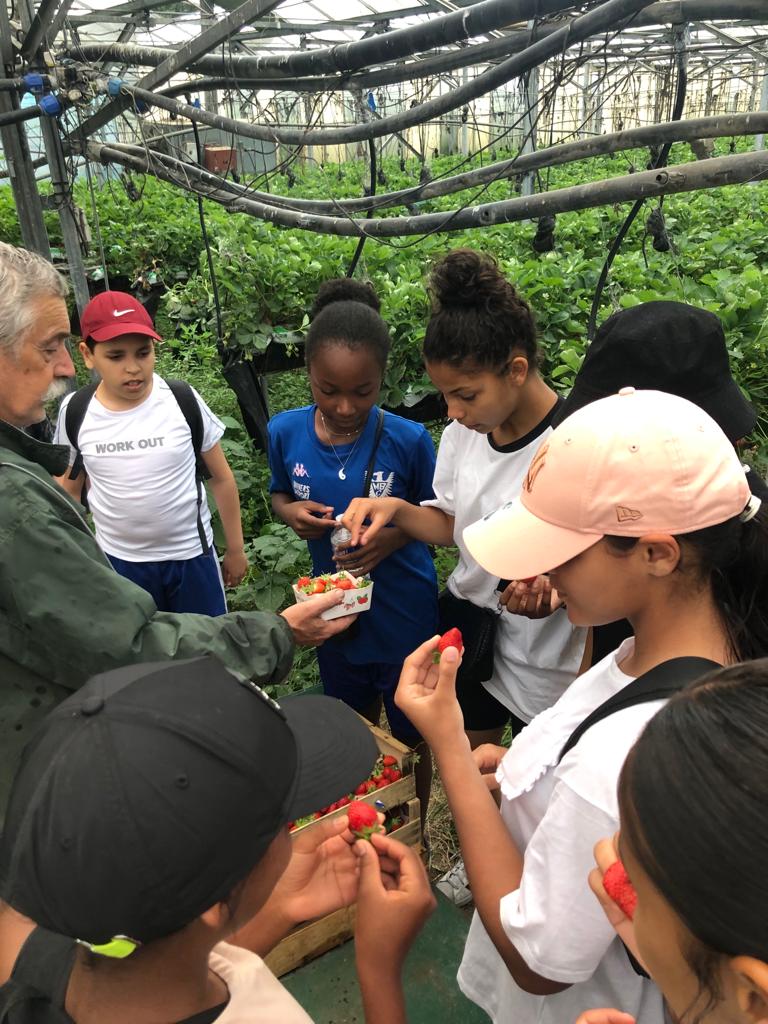 Les élèves de la 6ème Education au Développement Durable du <a href="/College_Jaubert/">Collège Maurice Jaubert</a> sont allés découvrir les plantes maraîchères de saison et les méthodes de culture de l'exploitation agricole Clerissi à Gattières ...et ont aussi goûté les fraises.