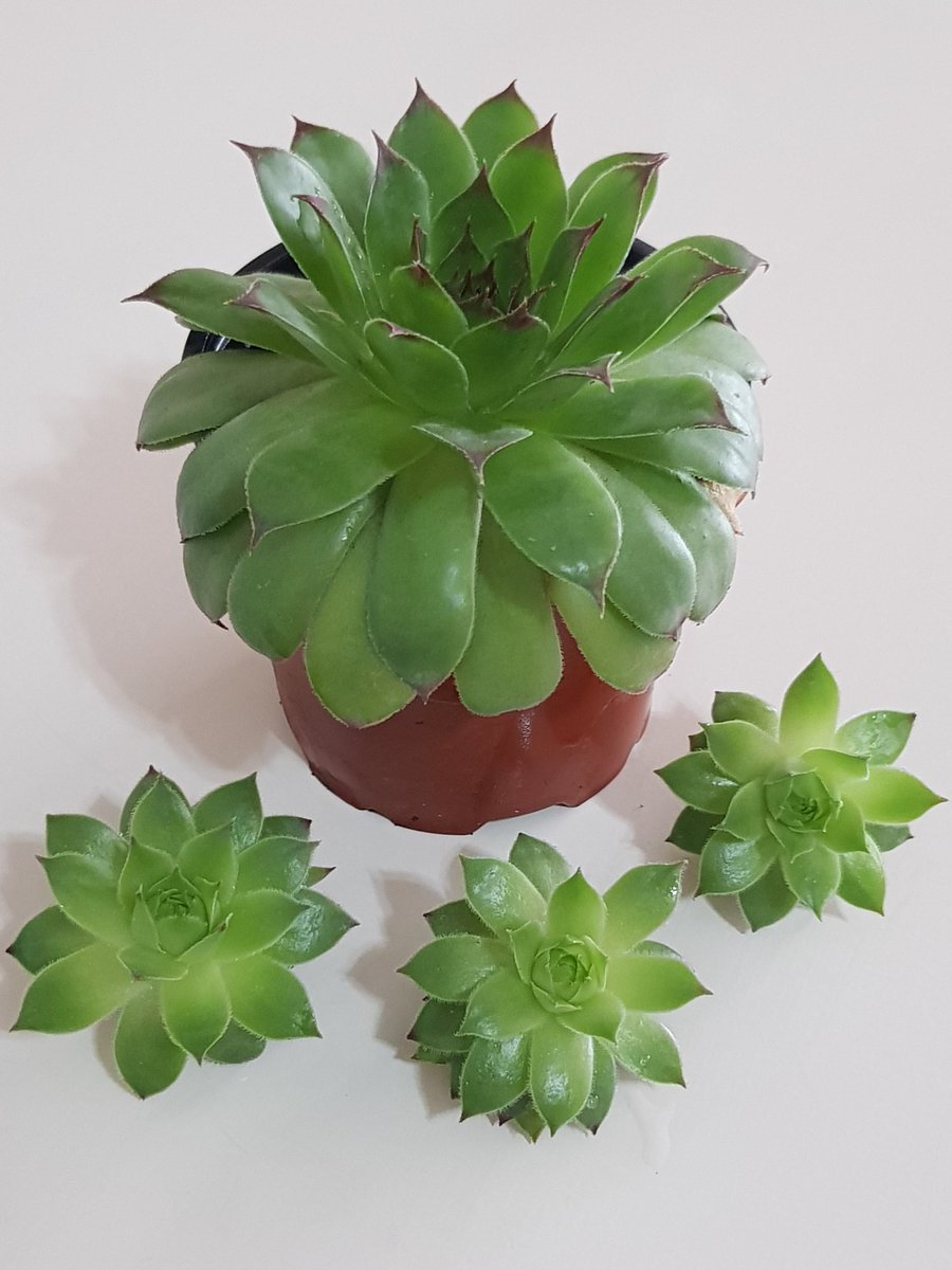 gulcangemec's tweet photo. Sukulent (Sempervivum)
#Sukulent #Sempervivum #art #Flowers #terracehome #GardeningTwitter #fotografia #NaturePhotography https://t.co/uRzn7kv72S