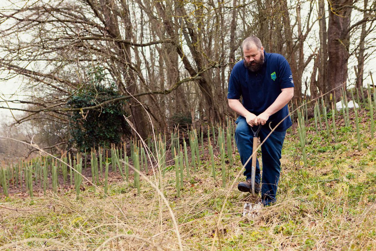 Join thousands of groups across the UK, planting millions of trees and taking positive action for climate, wildlife and communities with TCV's #IDigTrees programme - register your interest now to be first to hear about the next round of FREE trees: buff.ly/3NdLl2W