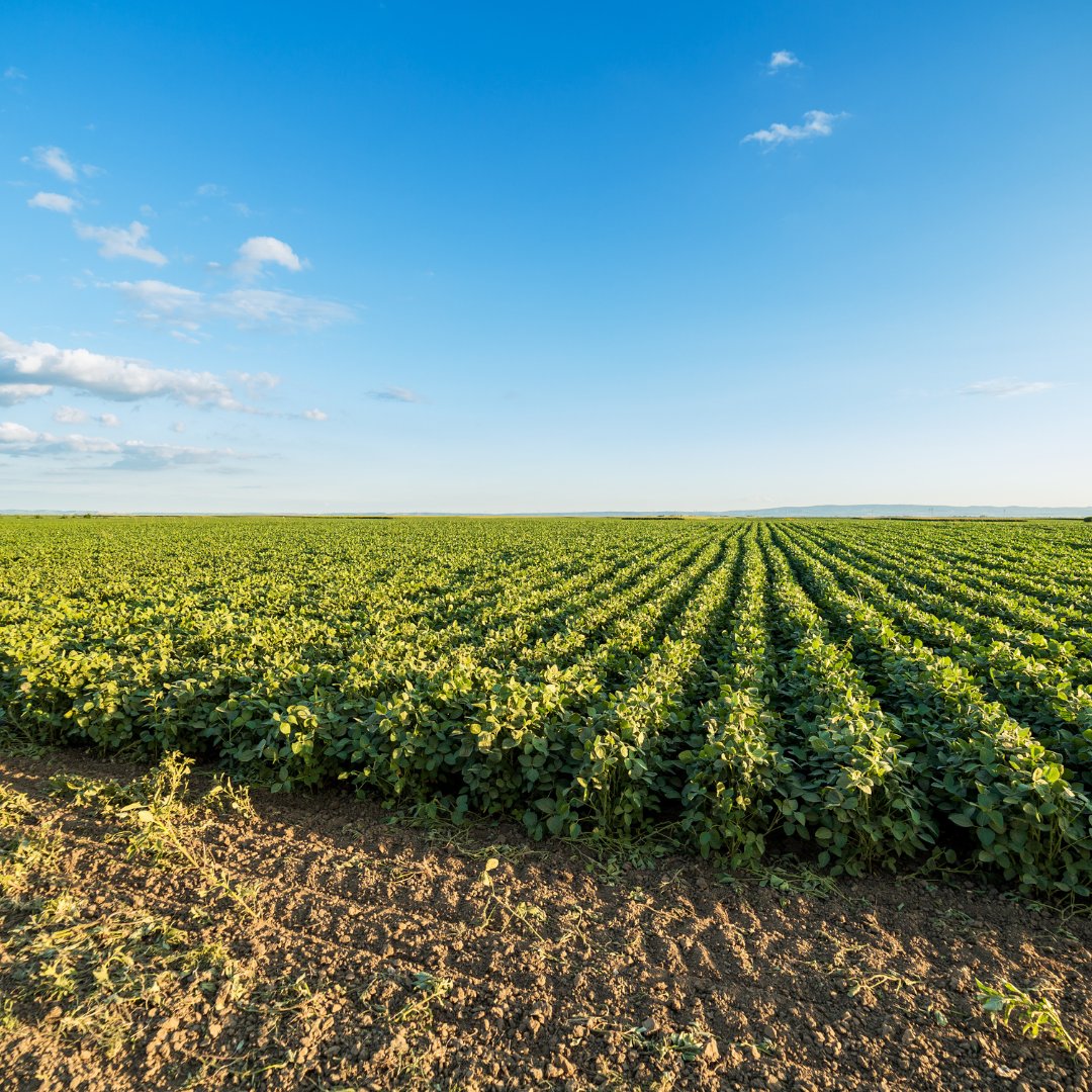 From field to table, we're transforming agriculture with our high-capacity, eco-friendly VTOL UAVs. 🌾🚁 #Farming #Sustainability