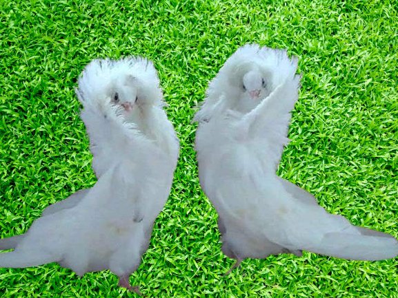 Twitch_Chloe's tweet image. Hi frends