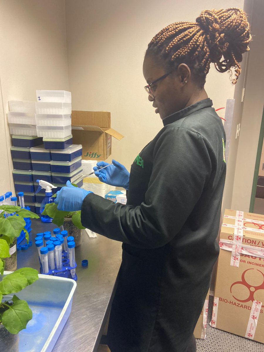 Avocado Research Programme tweet media