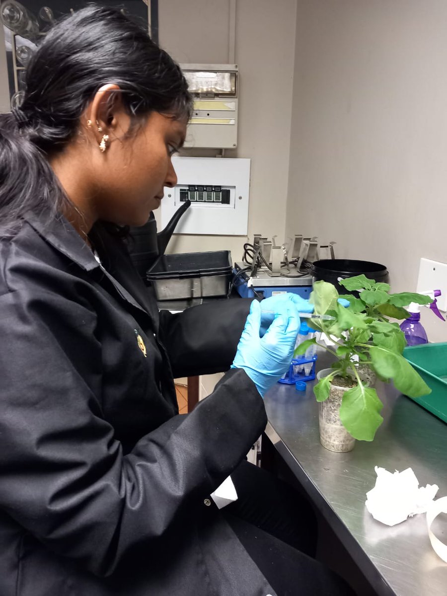 Avocado Research Programme tweet media