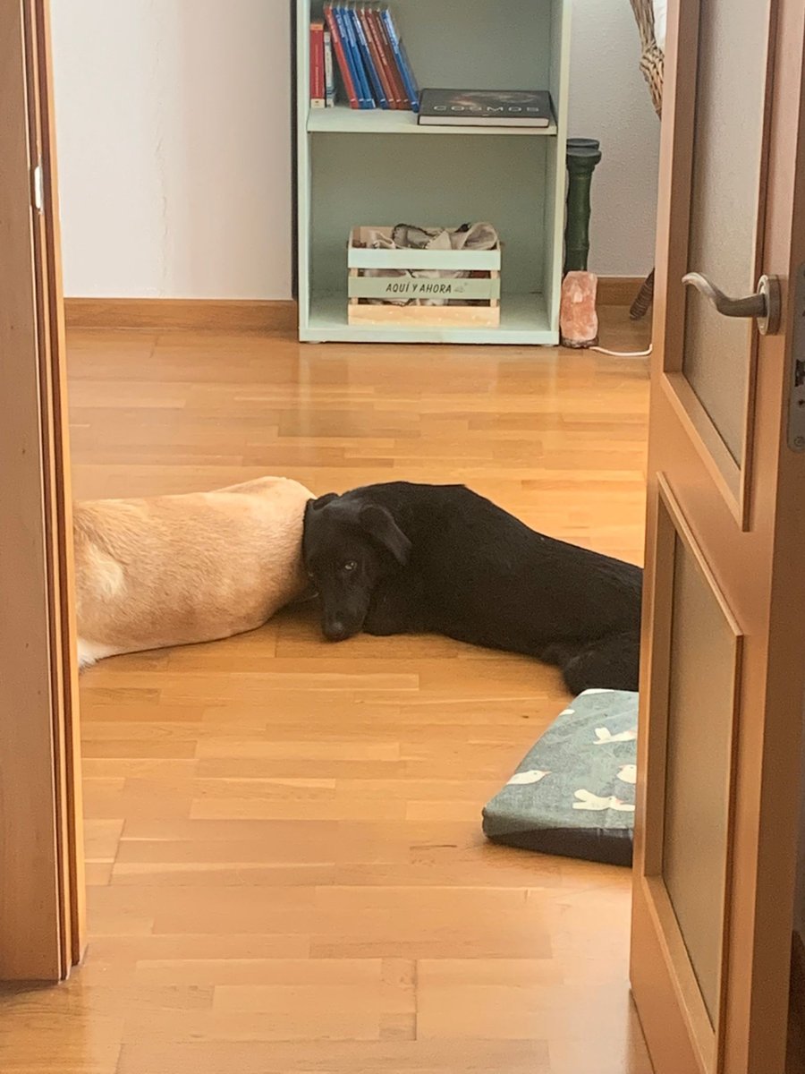 Kira ha sido adoptada y devuelta dos veces, simplemente por su tamaño... Es un encanto de perrita tanto con humanos como con perros. ¿Le damos ya por fin un hogar definitivo? 

🎂 1 año
📍 Murcia
✈️ Puede viajar