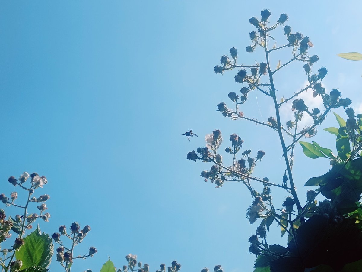 De exotische dijkviltbraam heeft de nare eigenschap tot sterke dominantie en zorgt daarmee voor verlies van biodiversiteit. Tegelijkertijd is de plant nu van grote waarde voor tal van bloembezoekende insecten. Dit vraagt vooral om beheersing, ipv bestrijding.
