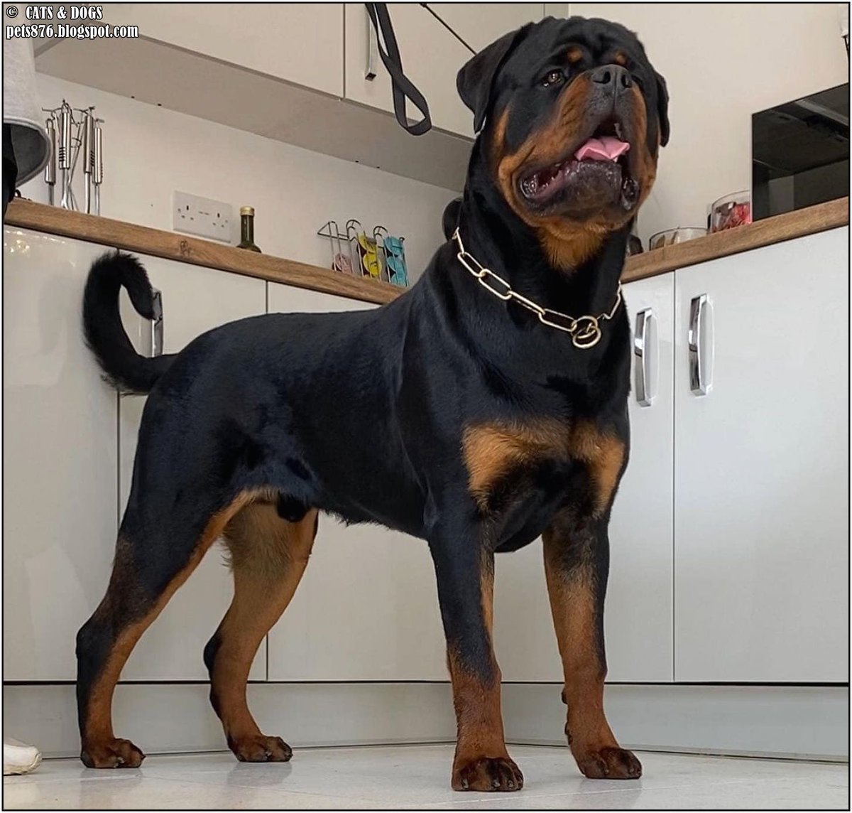 Big Vin Rottweiler
Thanx Danny PT
#Rottweiler #dog #dogs #love #home #life #puppy #doglover #animals #pets
