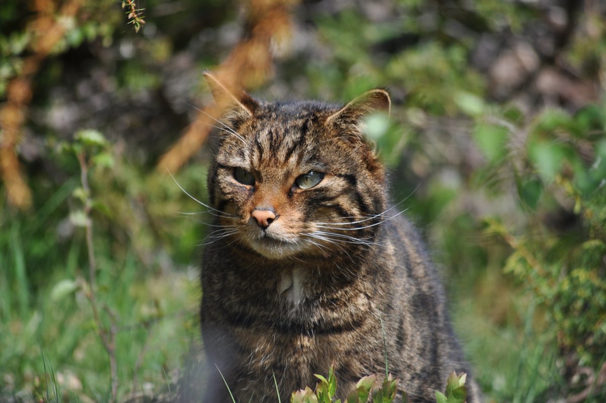 CairngormsCo's tweet photo. Big news 🐾 We are excited to share that the @SaveOurWildcats partnership has begun releasing critically endangered wildcats into the @CairngormsConnect landscape! 

Read more about this historic milestone: https://t.co/ofIXJxAOdC

📷 @SaveOurWildcats https://t.co/H6nWanKXGM