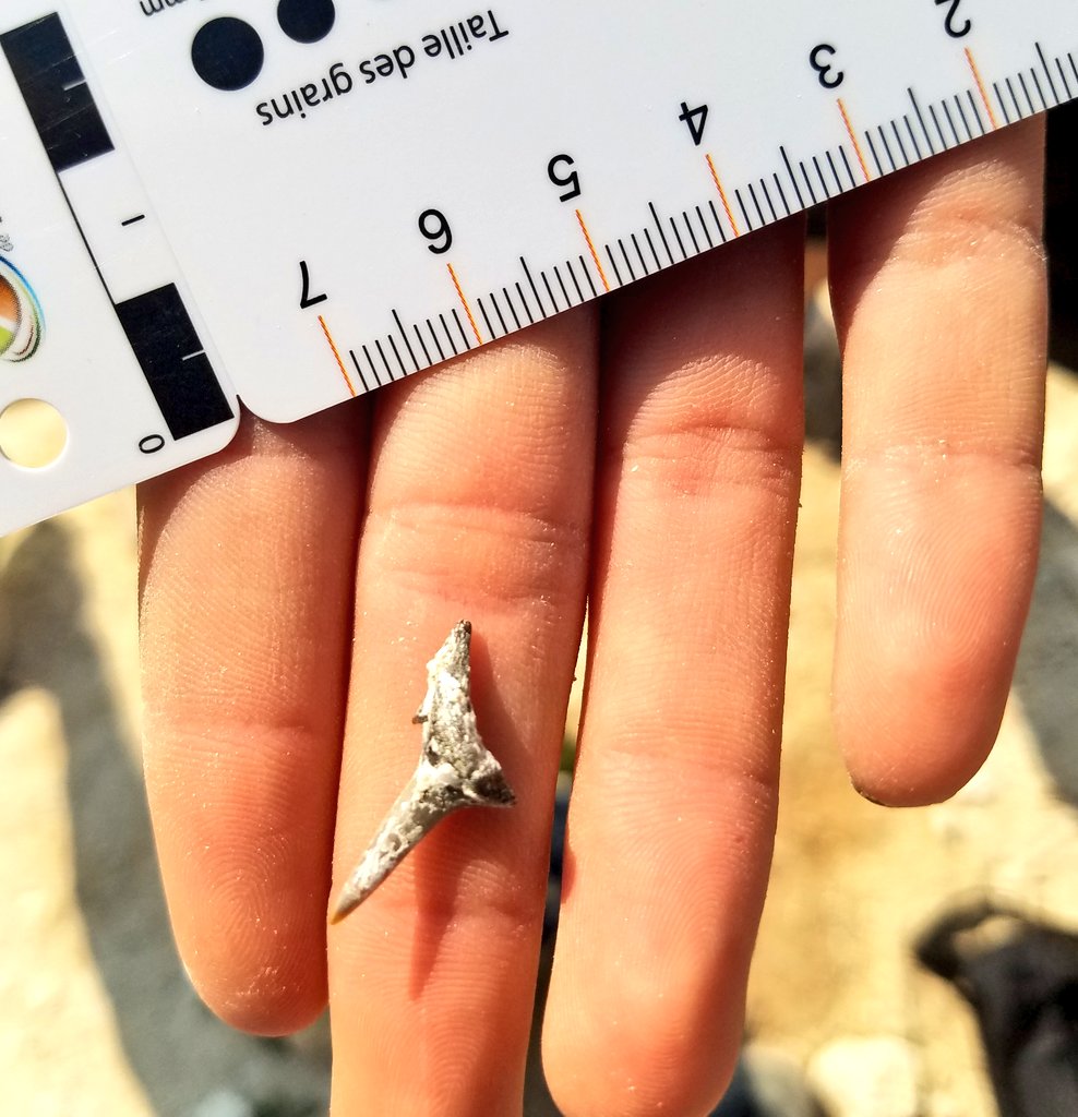 vivelesSVT's tweet image. A la recherche des dents de requin à Channay-sur-Lathan #fossile