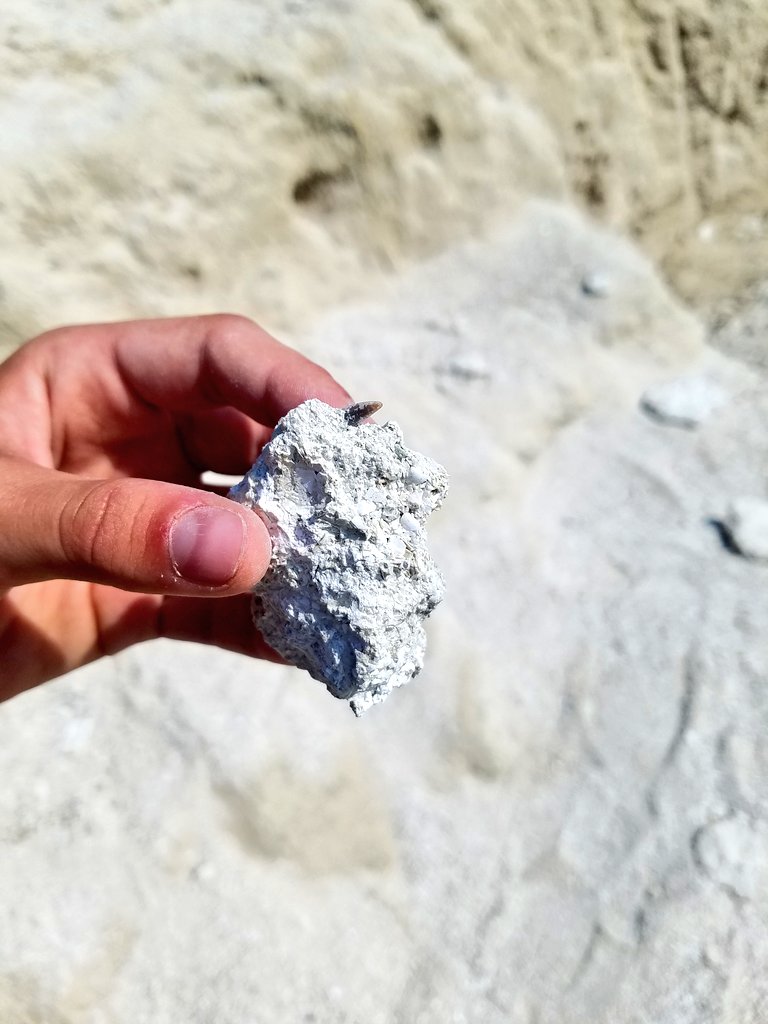 vivelesSVT's tweet image. A la recherche des dents de requin à Channay-sur-Lathan #fossile
