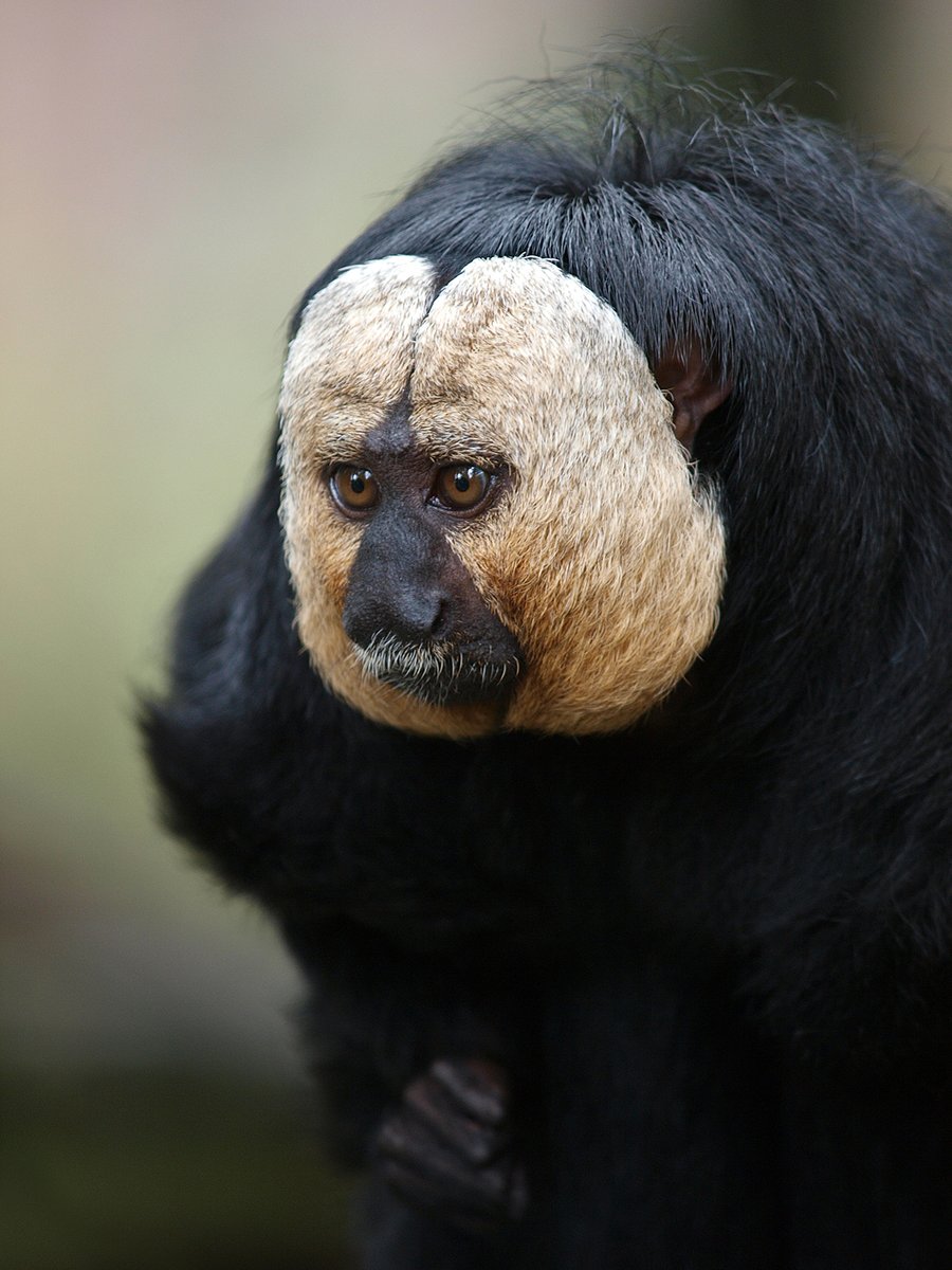 Ook de 2e helft van juni belooft prachtig te worden mét korting voor Toverland, Slagharen en Wildlands tikatadeals.com/nl/blog-detail…