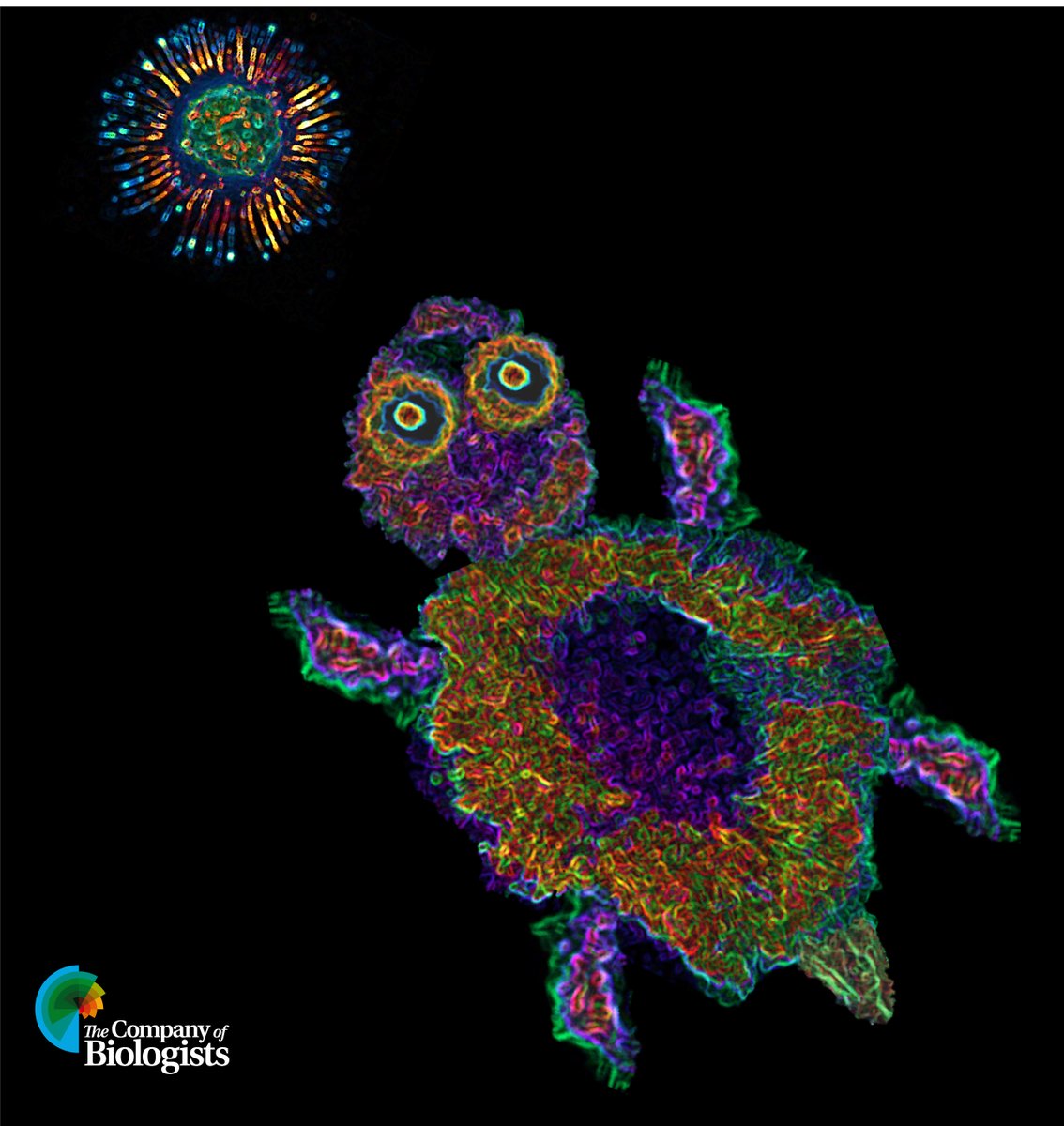 focalplane_jcs's tweet photo. 🌟Deadline incoming for our 2023 Image competition! 
Get your images to us by Monday 19 June for your chance to see your image on the cover of @J_Cell_Sci and win £100. Thanks to everyone that has already submitted images, we can’t wait to share them!
https://t.co/lTaC6lvMVS https://t.co/NSGo1VU6xM