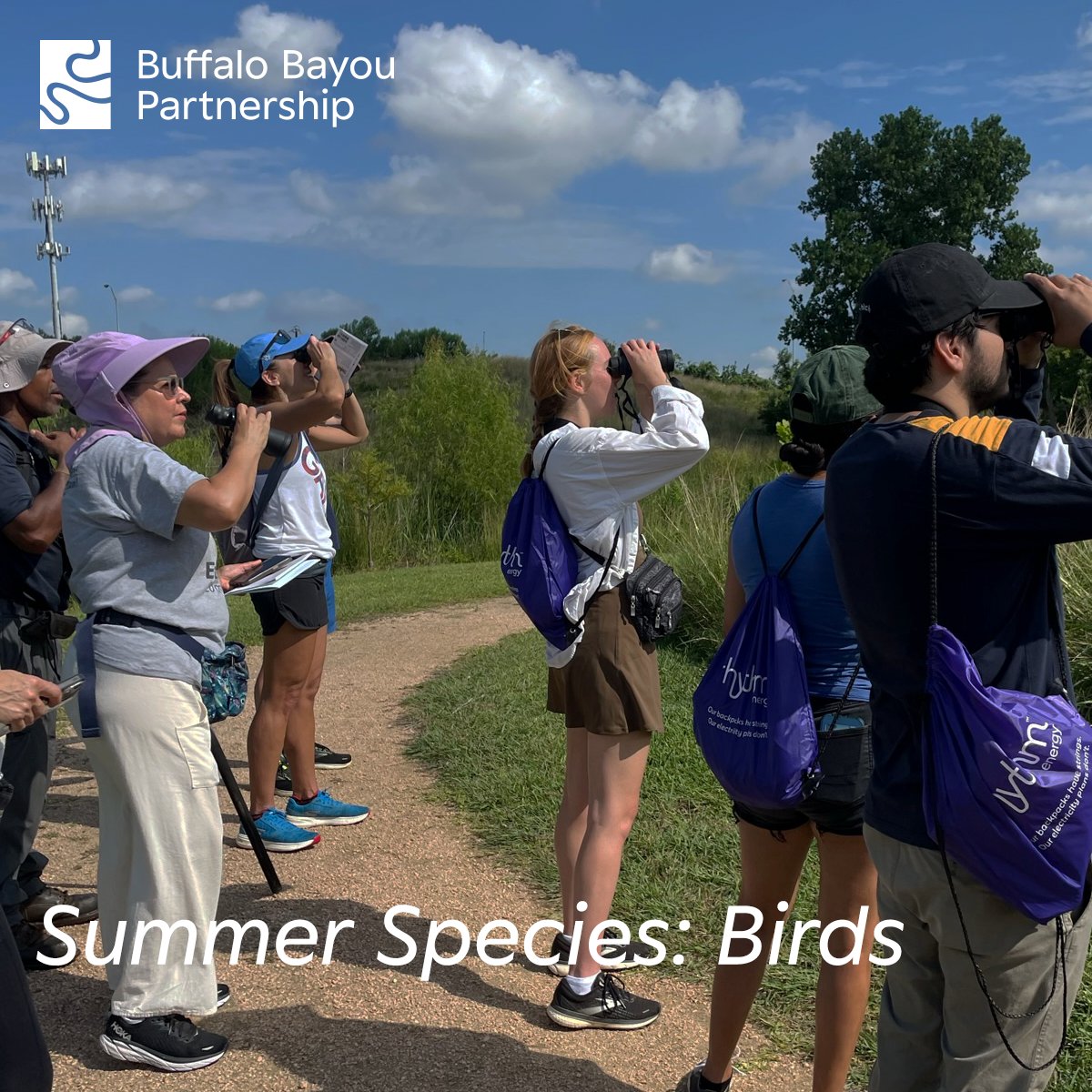 Peep these Upcoming 'Summer Species: Bird' Events! 🐦 - mailchi.mp/buffalobayou/t…