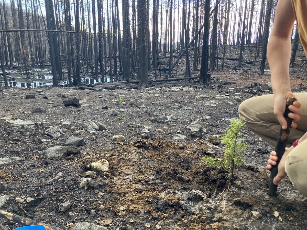 salmonchallisnf's tweet photo. Wallace Lk CG con't.. The seed from the Lodgepole Pine that grew in &amp; around the Wallace Lake CG will begin to naturally regenerate. To speed up the reforestation process, crews from SCNF &amp; SVS transplanted ~75 seedlings from the surrounding area into the CG. con't.. https://t.co/G6vV7BzNLr