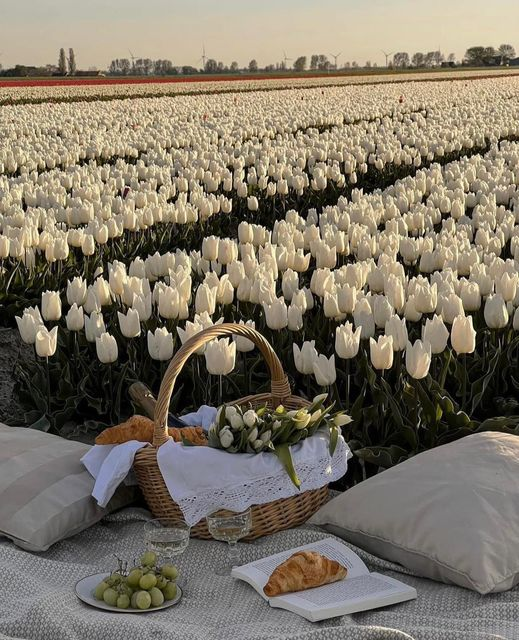 White tulips are so beautiful🥰🥰